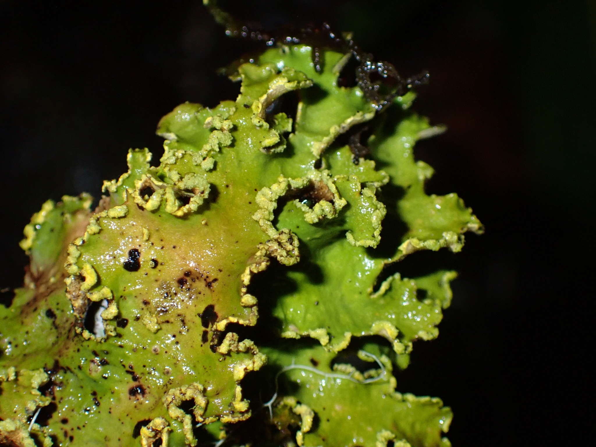 Pseudocyphellaria aurata