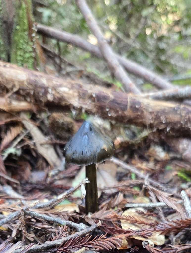 Hygrocybe singeri · January 2026 · photo: © curleycurlew (iNaturalist, cc-by)