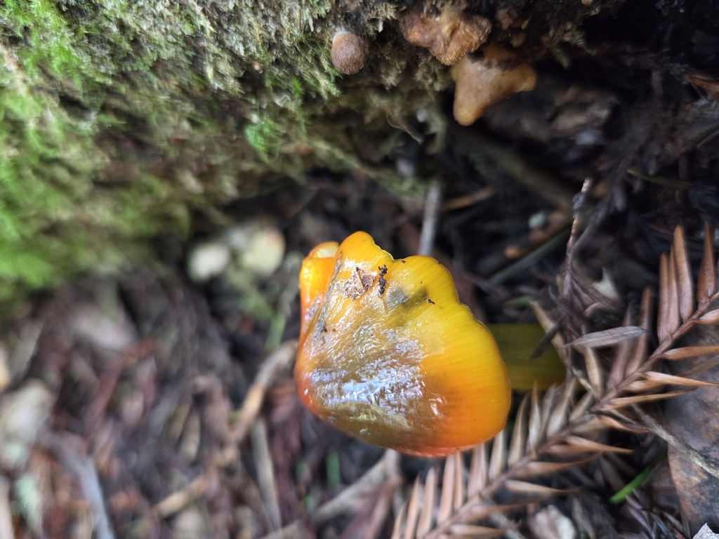 Hygrocybe singeri · January 2026 · photo: © curleycurlew (iNaturalist, cc-by)