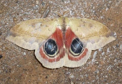 Automeris janus