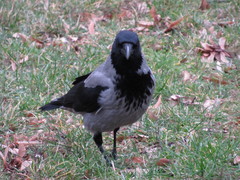 Corvus cornix