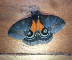 Automeris egeus