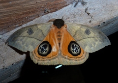 Automeris liberia