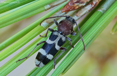 Chlorophorus trifasciatus