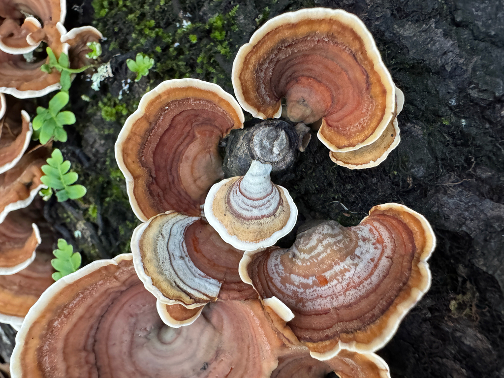 Stereum lobatum · January 2026 · photo: © daniel_observer (iNaturalist, cc-by)