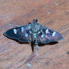 Desmia octomaculalis