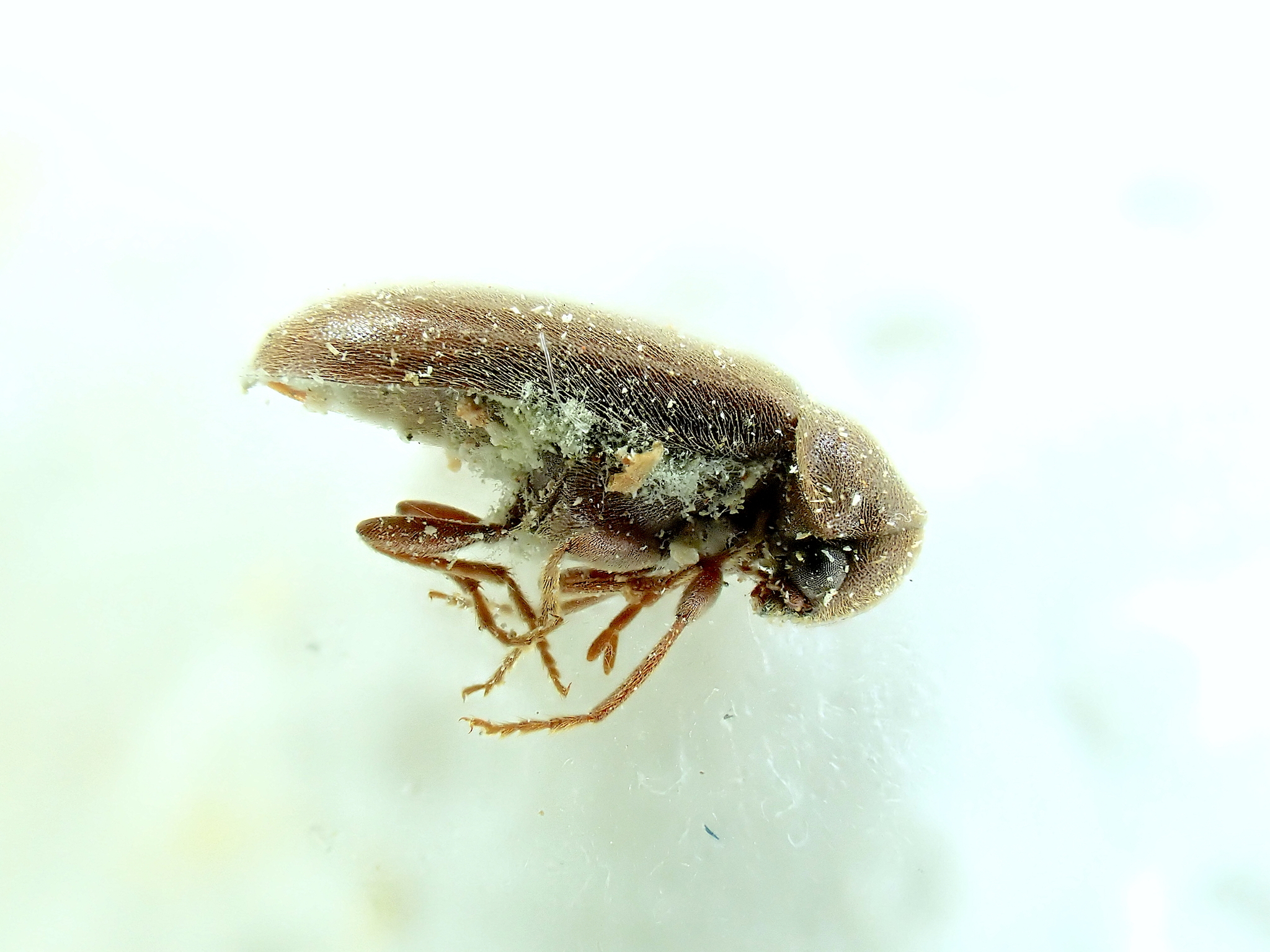 Ernobius mollis
