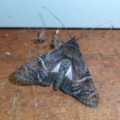 Stictopterinae