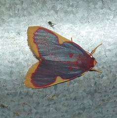 Trichromia sardanapalus