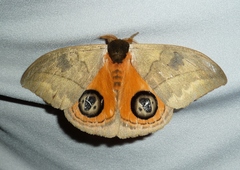 Automeris liberia