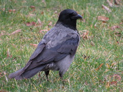 Corvus cornix × corone