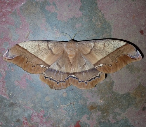 giant silk moth