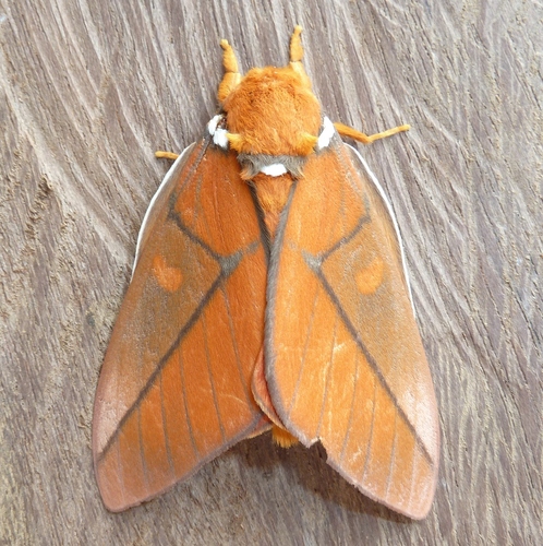 Schausiella polybia