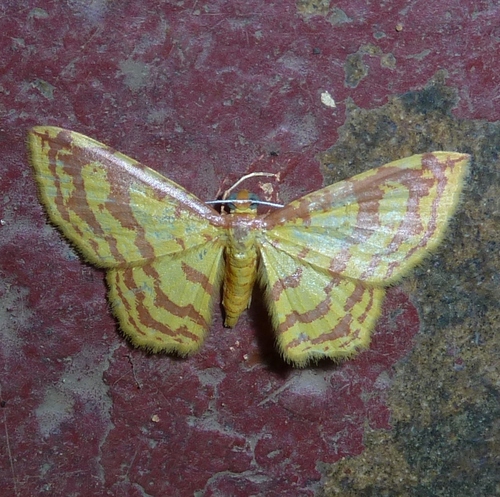 Eois russearia