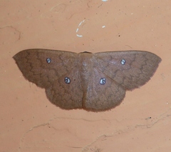 Semaeopus illimitata