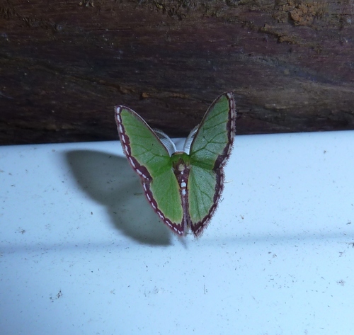 Synchlora expulsata