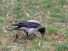 Corvus cornix