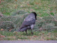 Corvus cornix × corone