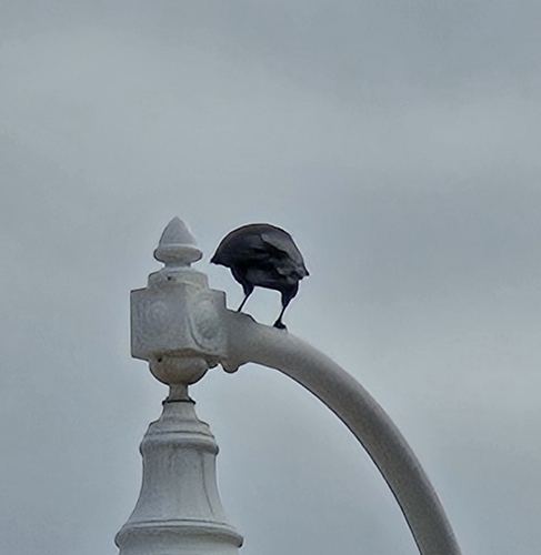 Fish Crow (Corvus ossifragus), photo 7