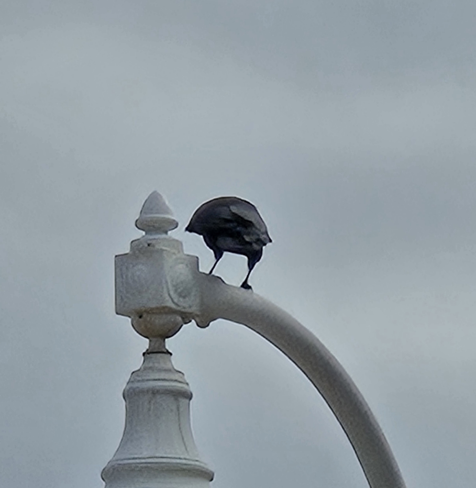 Fish Crow (Corvus ossifragus), photo 7
