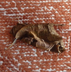 Calyptis