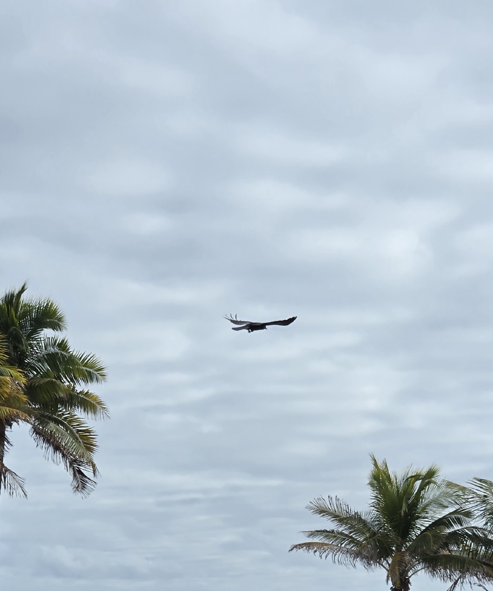 Fish Crow (Corvus ossifragus), photo 8