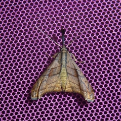 Palthis submarginata