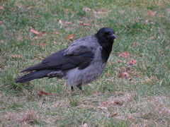 Corvus cornix × corone