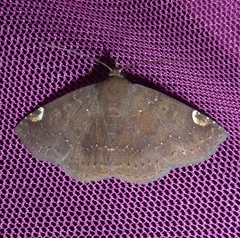 Antiblemma sterope
