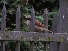 Passer domesticus