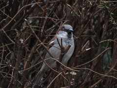 Passer domesticus