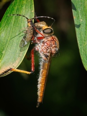 Colepia rufiventris