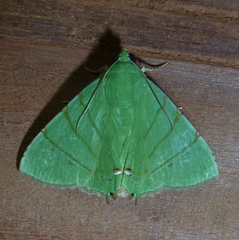 Eulepidotis viridissima