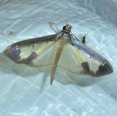 Mesocondyla dardusalis