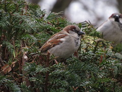 Passer domesticus