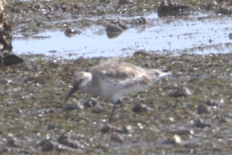 Great Knot (Calidris tenuirostris), photo 1