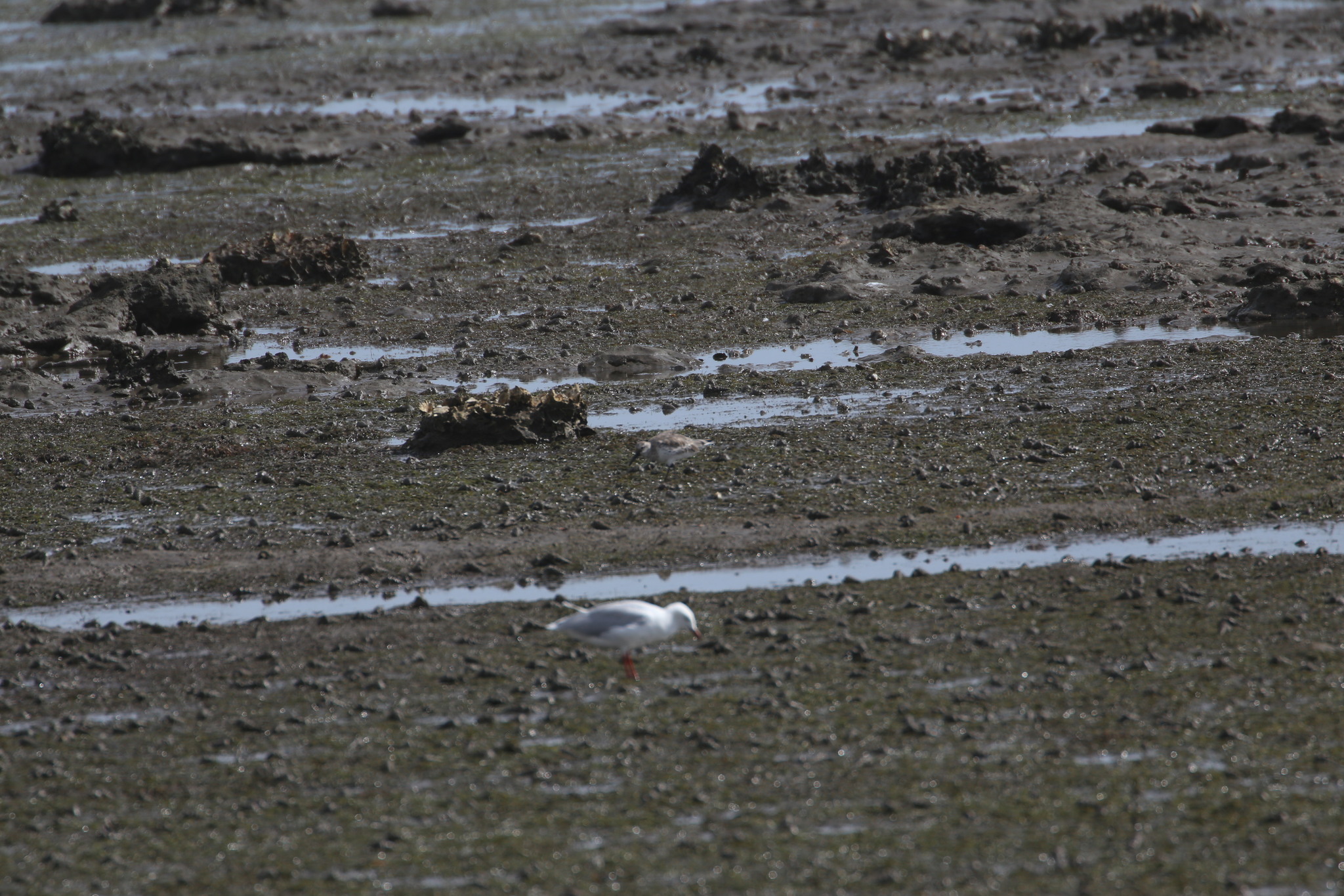 Great Knot (Calidris tenuirostris), photo 2