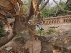 Trichonephila inaurata