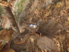 Trichonephila inaurata
