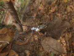 Trichonephila inaurata
