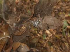 Trichonephila inaurata