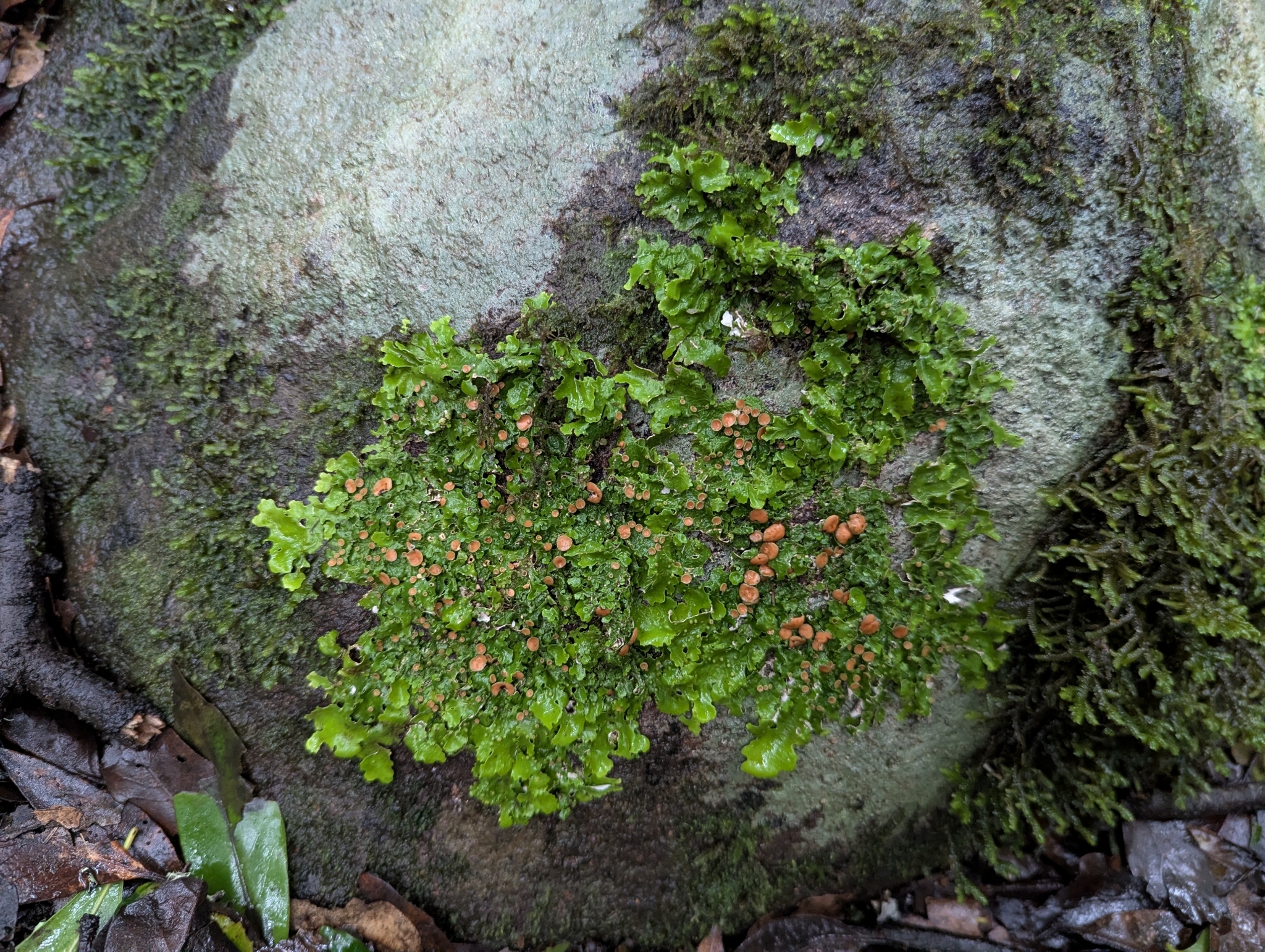 Ricasolia virens