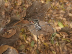 Trichonephila inaurata