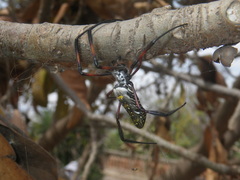 Trichonephila inaurata