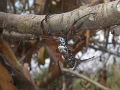 Trichonephila inaurata