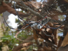 Trichonephila inaurata