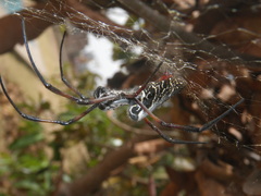 Trichonephila inaurata