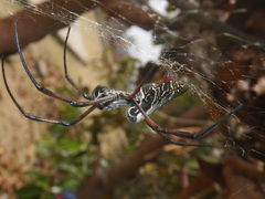 Trichonephila inaurata