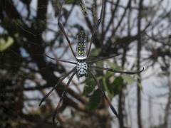 Trichonephila inaurata