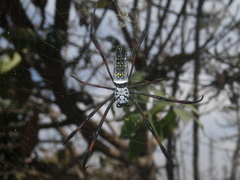 Trichonephila inaurata